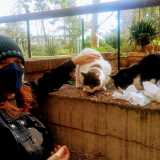 �Questa � la mia colonia � afferma la gattara Paola Felicini -...